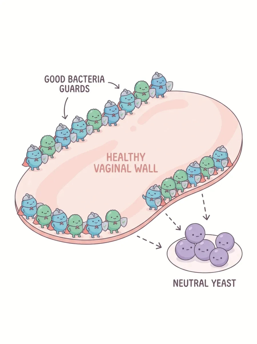 Diagram of good bacteria guards lining a healthy vaginal wall, keeping yeast neutral in the corner.