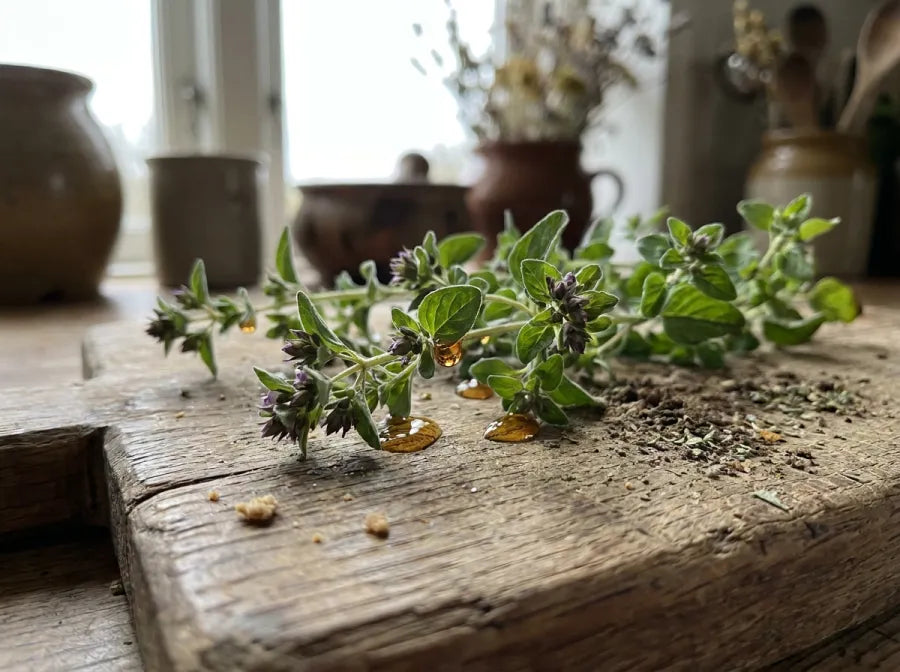 Fresh oregano sprigs with drops of oil of oregano on a rustic wooden table.